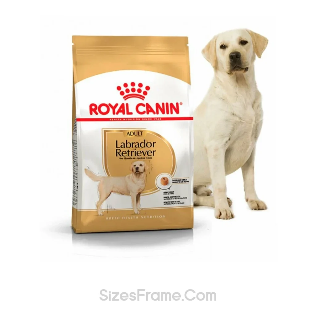 labrador-retriever-50-kg-weight