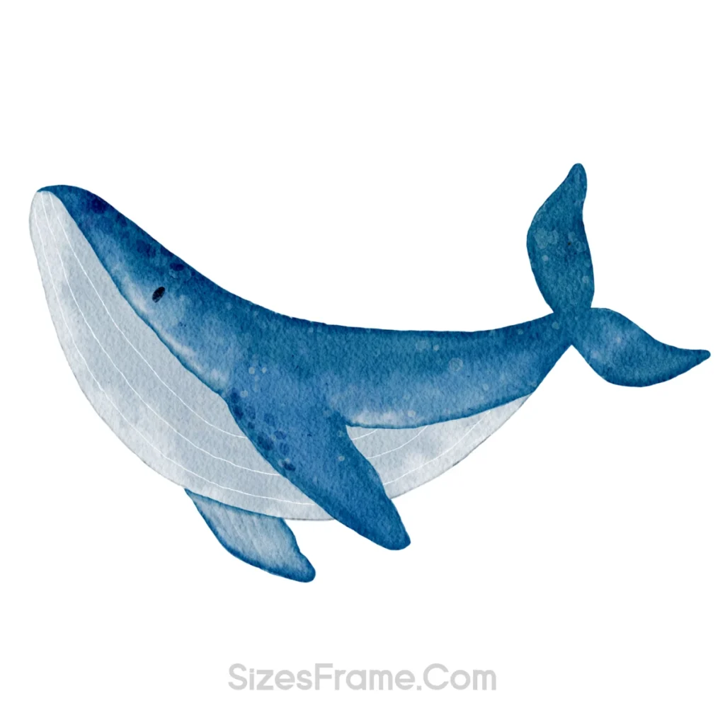 Blue-Whale-300-feet-long