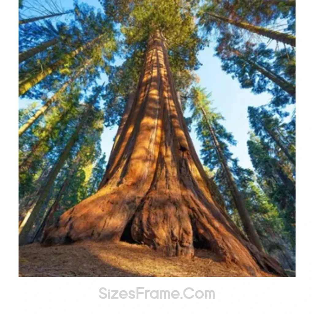 sherman-tree-300-feet-long