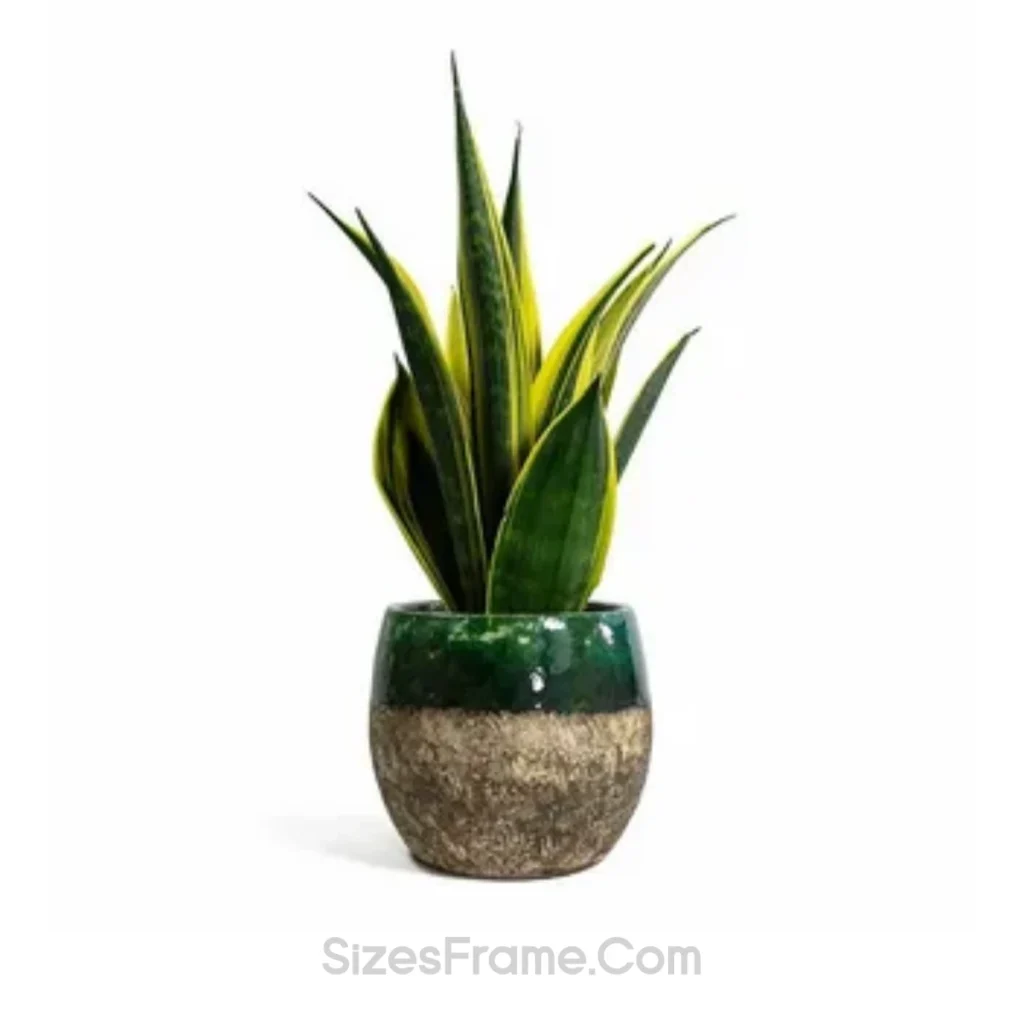 snake-plant-50-oz-weight
