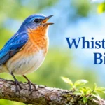 whistleblew-bird